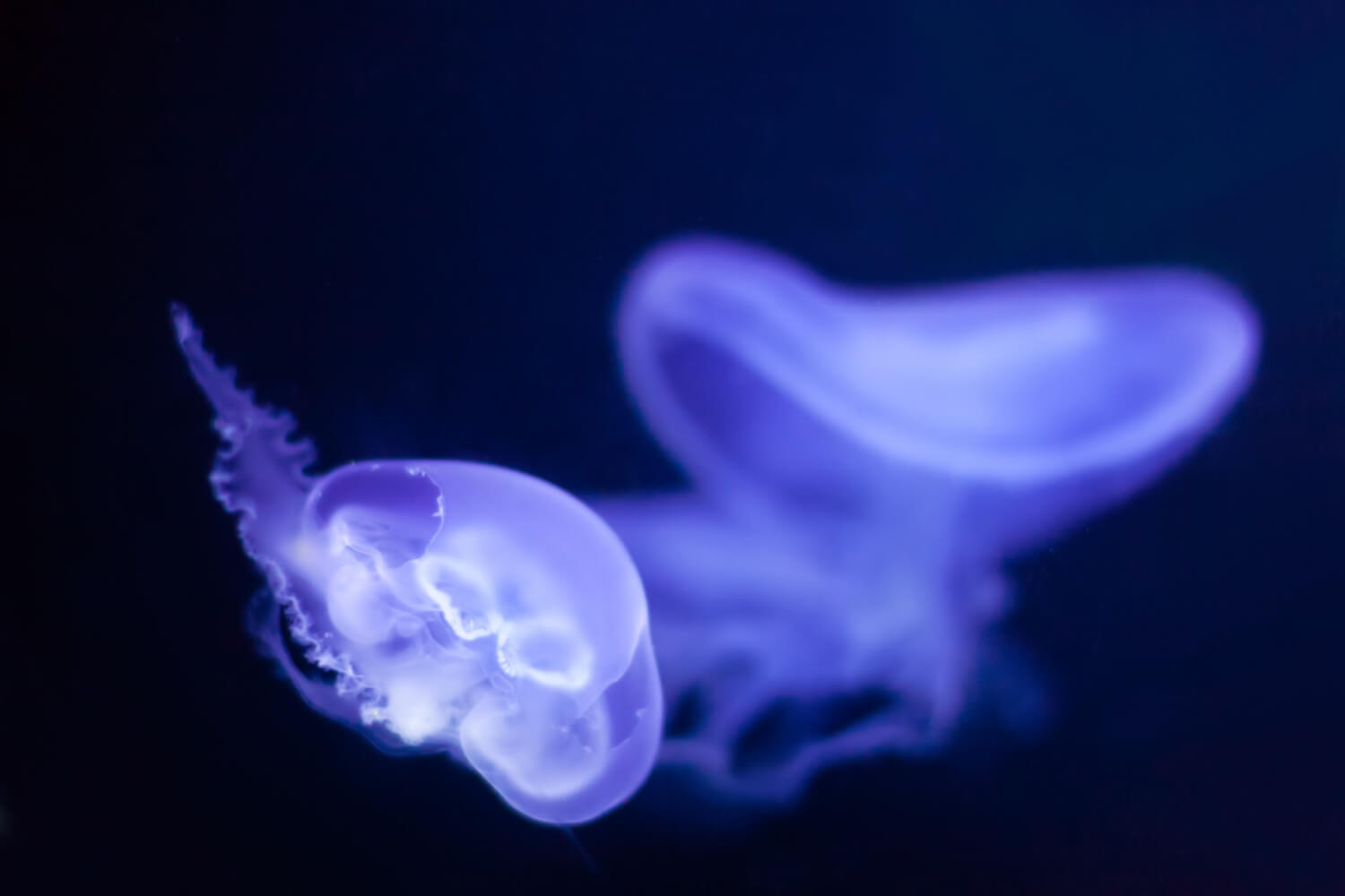 medusa nadando dentro de medusario